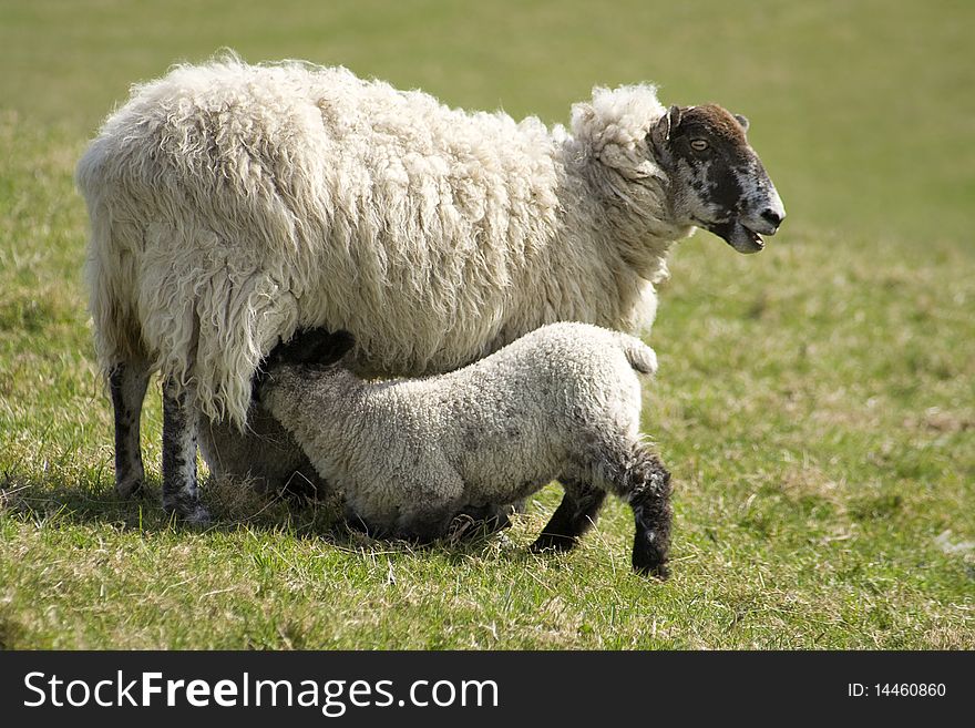 A lamb takes milk from its mother in this English rural scene. A lamb takes milk from its mother in this English rural scene