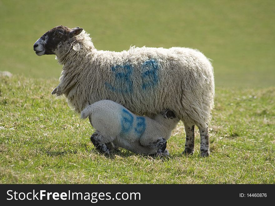 A lamb takes milk from its mother in this English rural scene. A lamb takes milk from its mother in this English rural scene