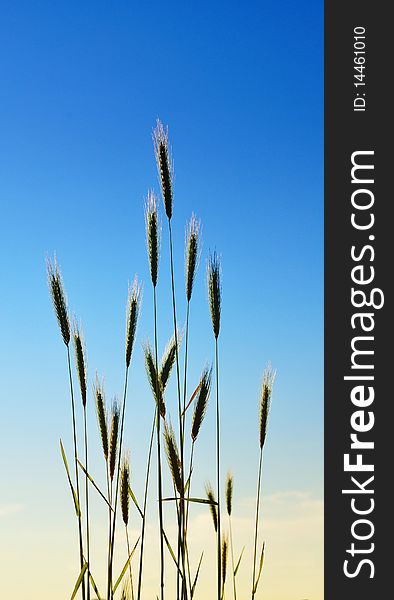 Elegant wild summer grass under the blue sky. Elegant wild summer grass under the blue sky