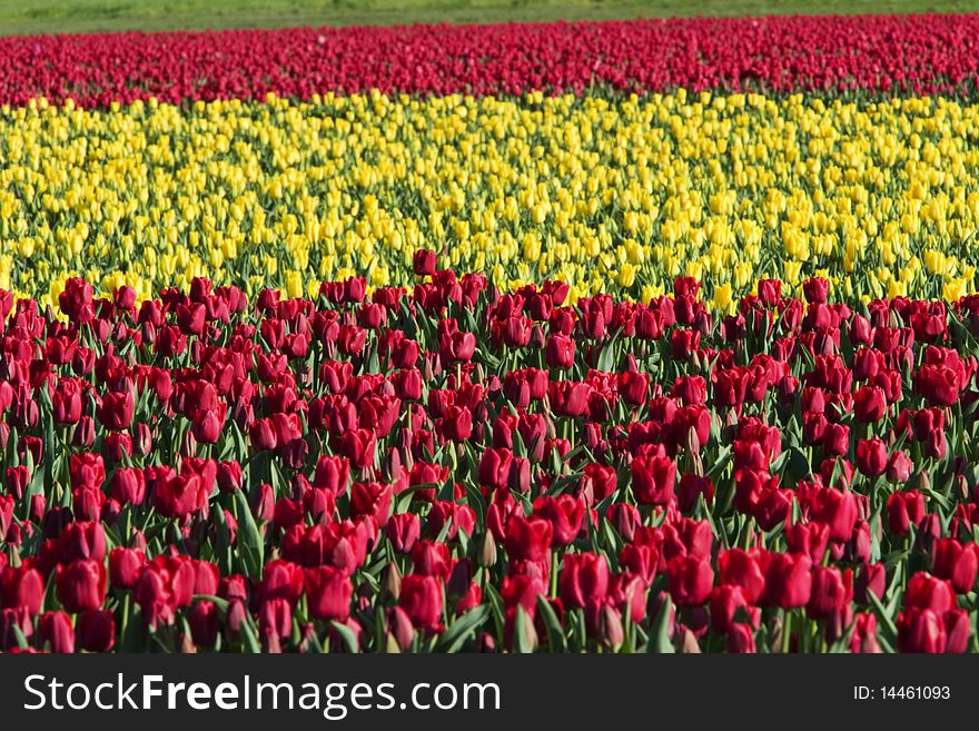 Tulip field with various colours