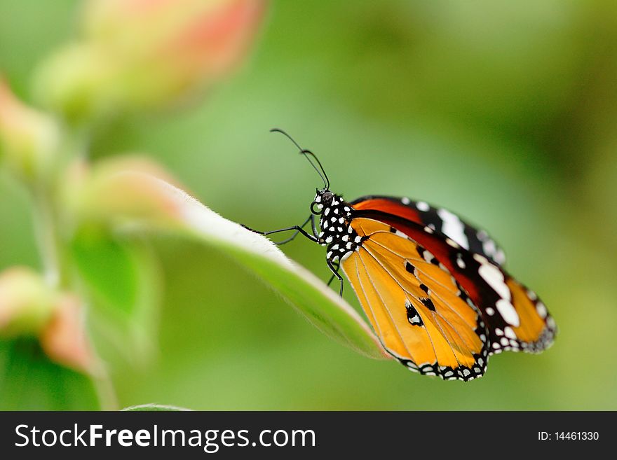 Appealing Butterfly On The Flower