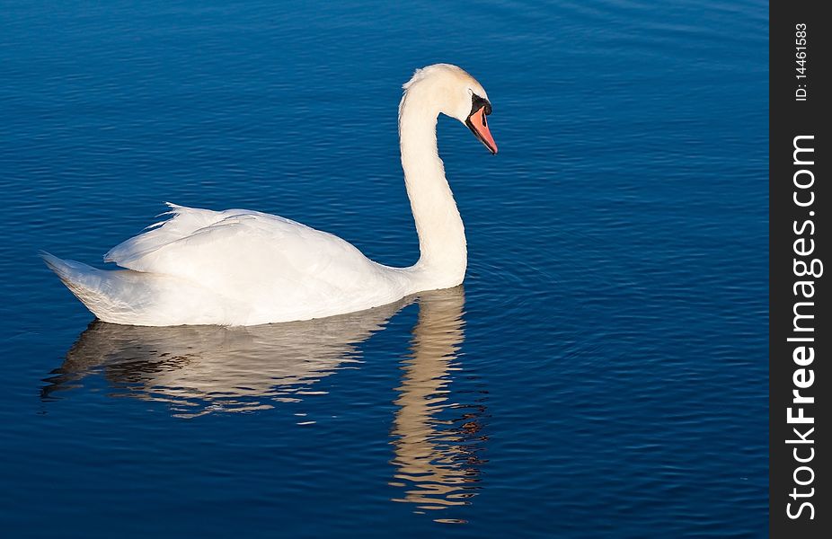 White swan with reflections on a clear blue lake