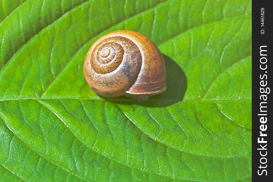 Garden snail on a green leaf. Garden snail on a green leaf