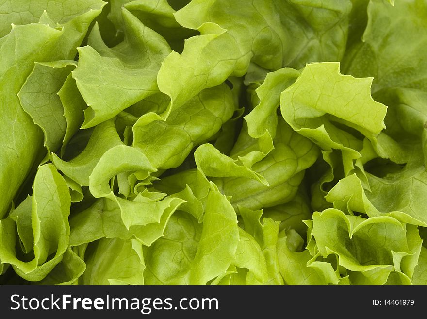 Close up of a fresh green lettuce background