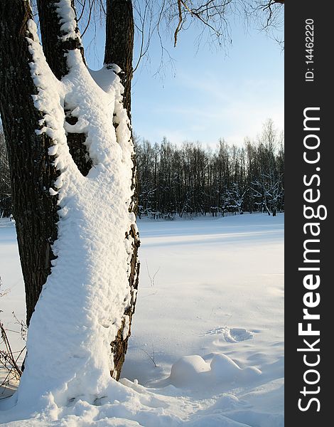 Winter landscape with snowy tree