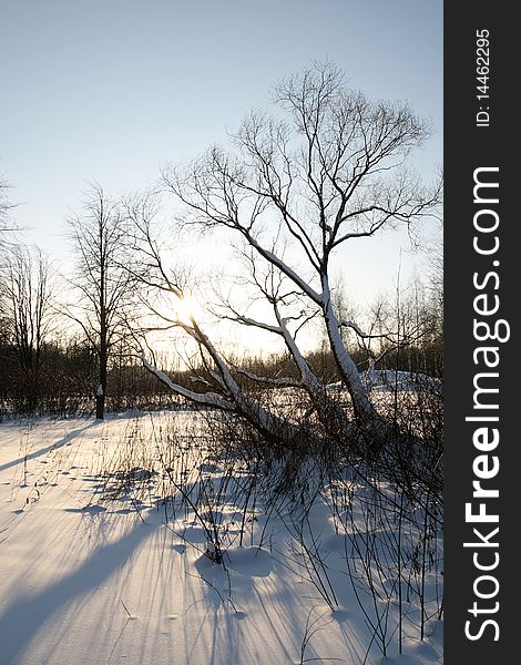 Winter landscape with Frozen tree