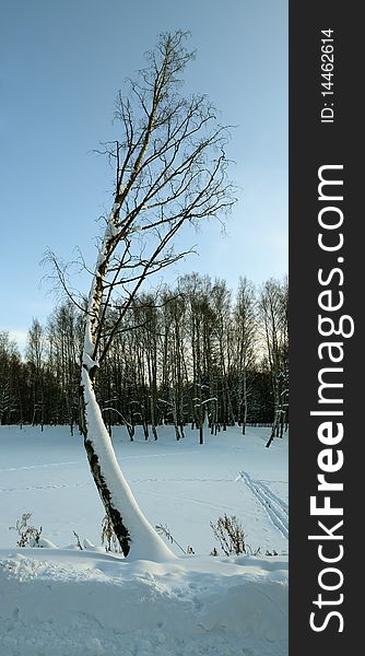 Winter landscape with Frozen tree