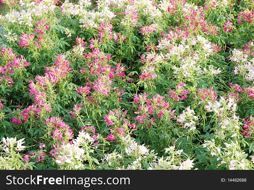 Spider flowers of pink and white color in the field background.
