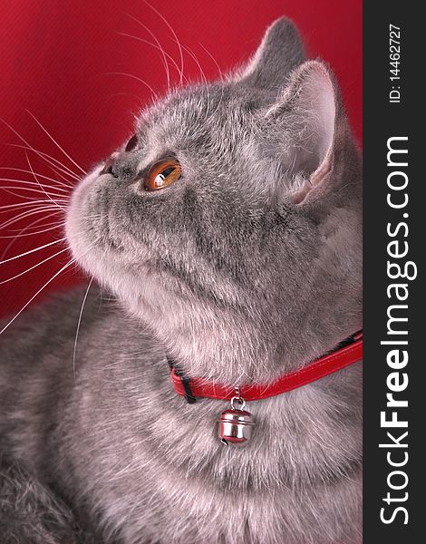 Portrait of a cat with a hand bell on a red background. Portrait of a cat with a hand bell on a red background