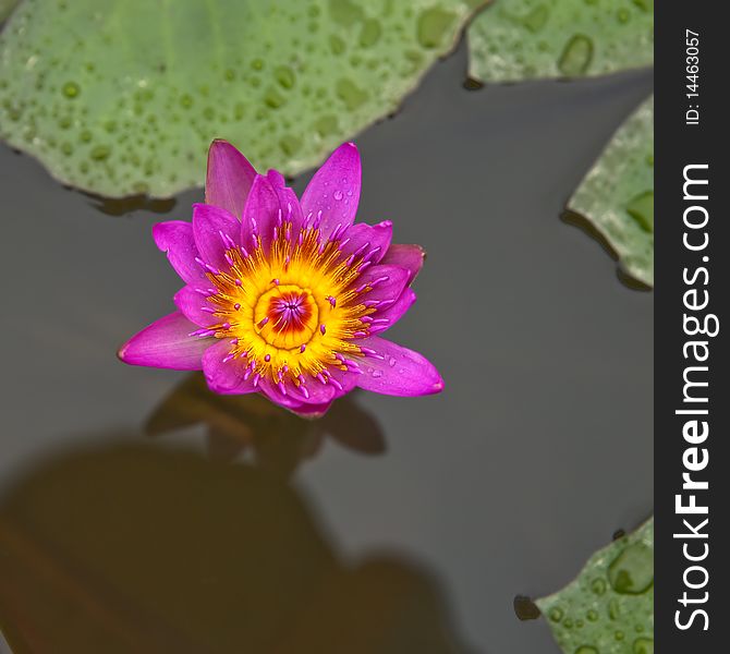 The pink lotus flower with yellow pistil