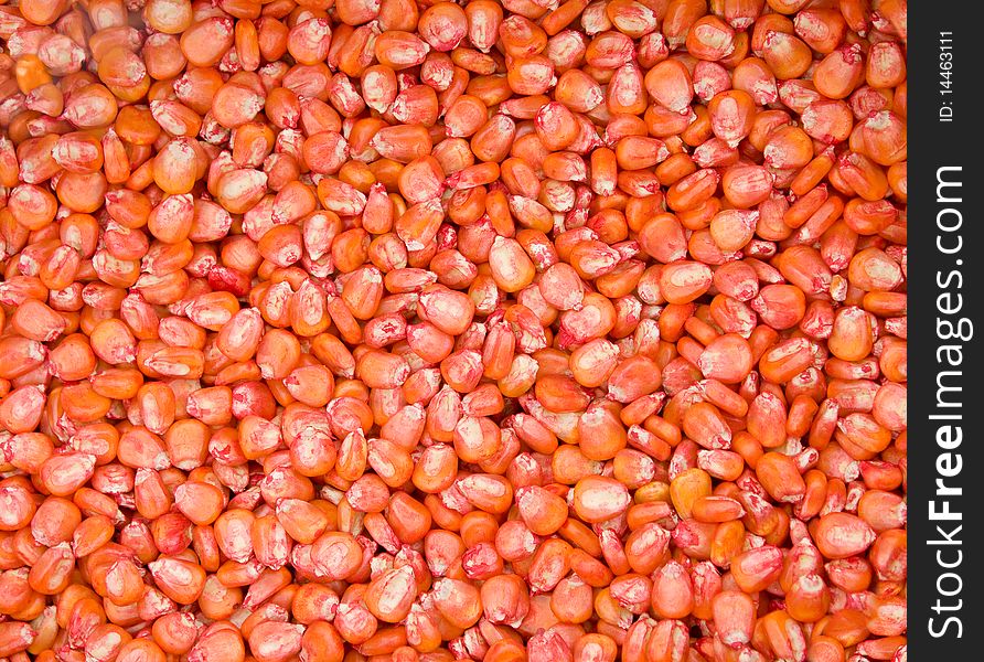 Grains of a red corn