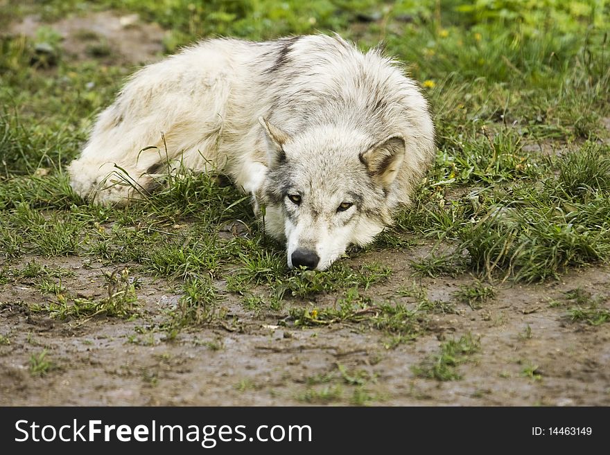 White Timer Wolf (Canis lupus lycaon) is lying on the floor behind the fence and is watching other wolfes. White Timer Wolf (Canis lupus lycaon) is lying on the floor behind the fence and is watching other wolfes.