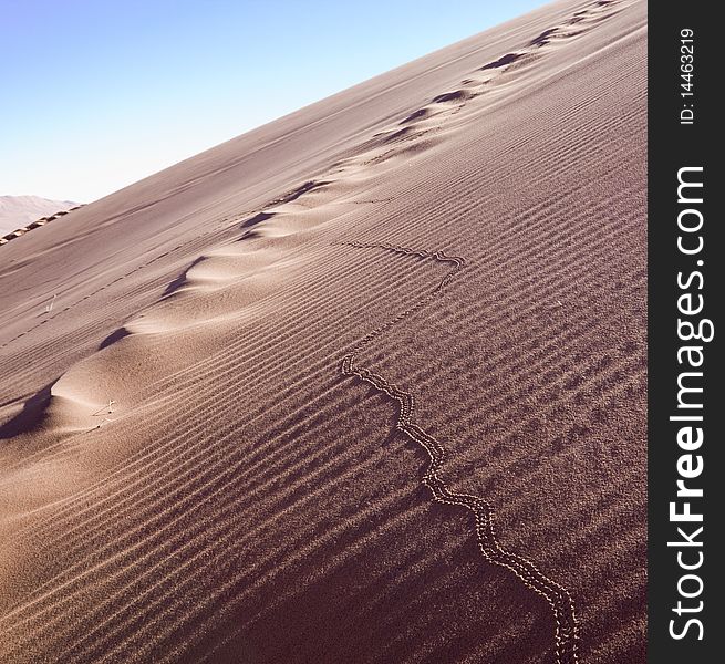 Footprints of a beetle on the dunes of Sossusvlei in Namibia. Footprints of a beetle on the dunes of Sossusvlei in Namibia