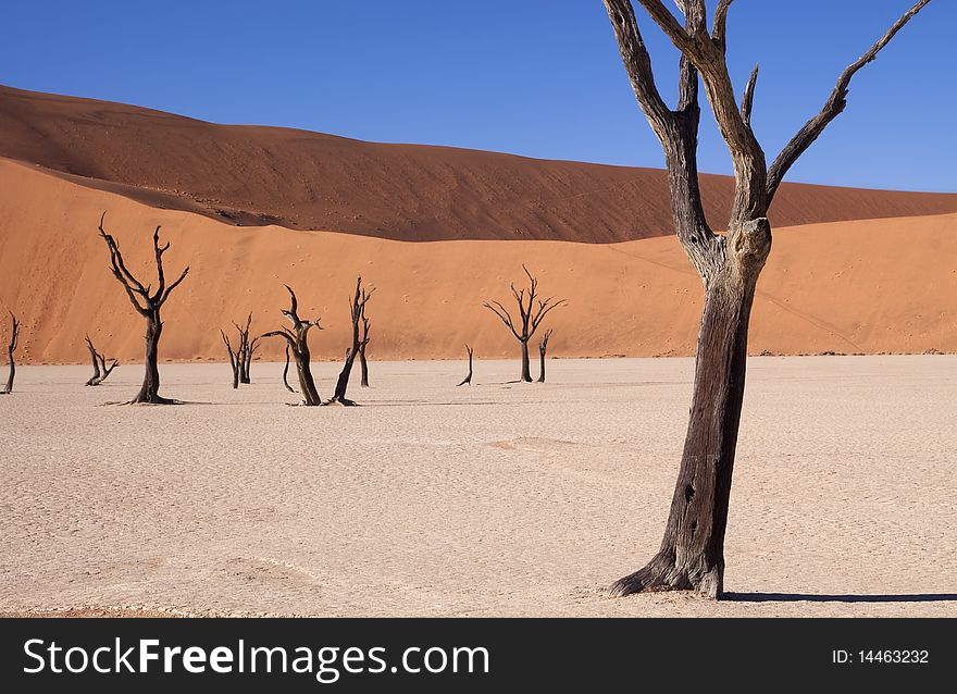 Dead tree in the dunes