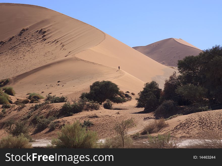 Person walking on the dunes at Sossusvlei in Namibia. Person walking on the dunes at Sossusvlei in Namibia.