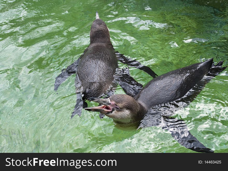 Two penguins swim