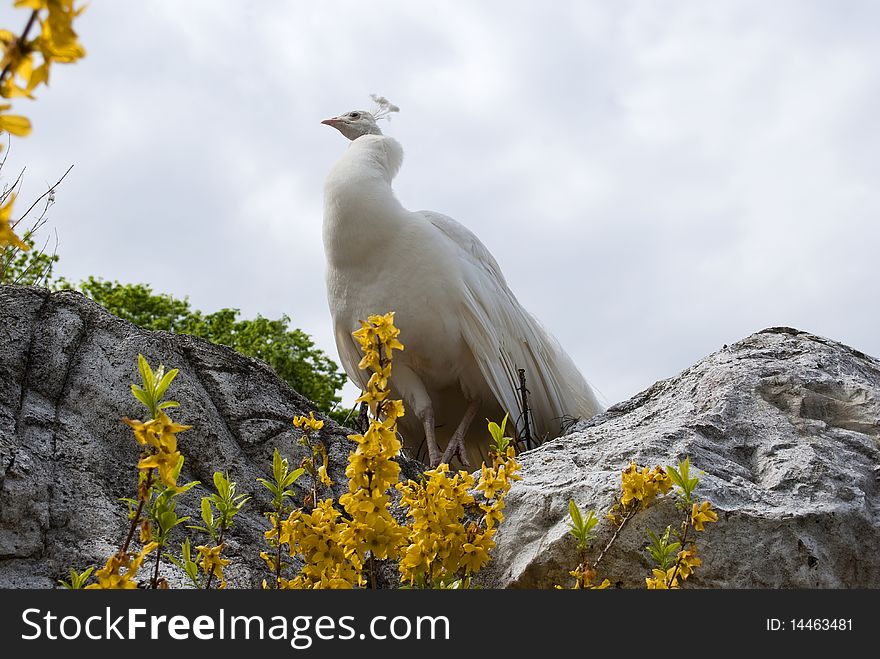 White peacock, spring, yellow flowers, a high rock, the zoo in Vienna, Schonbrunn