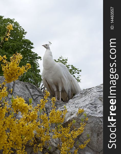 White peacock, spring, yellow flowers, high rock. Vienne, zoo Shonbrunn