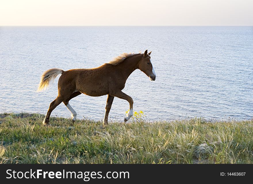 Horse browsing on the pasture in front of the sea