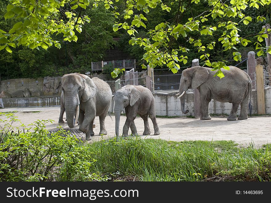 Elephants at Zoo Vienna Schoenbrunn