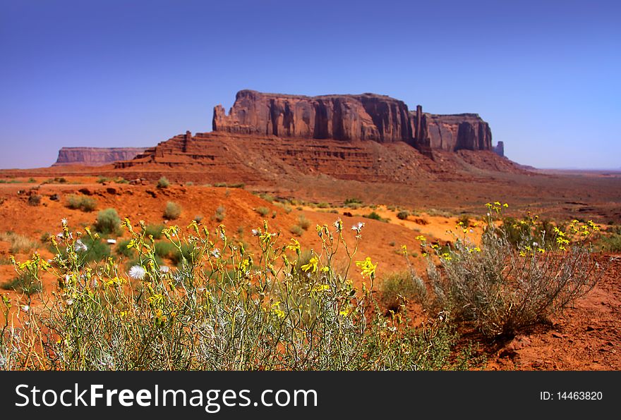 Wild flowers in the monument valley Arizona