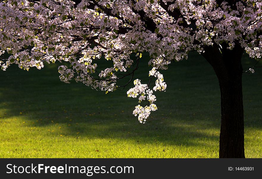 Beautiful spring bloom on tree with backlit in the park