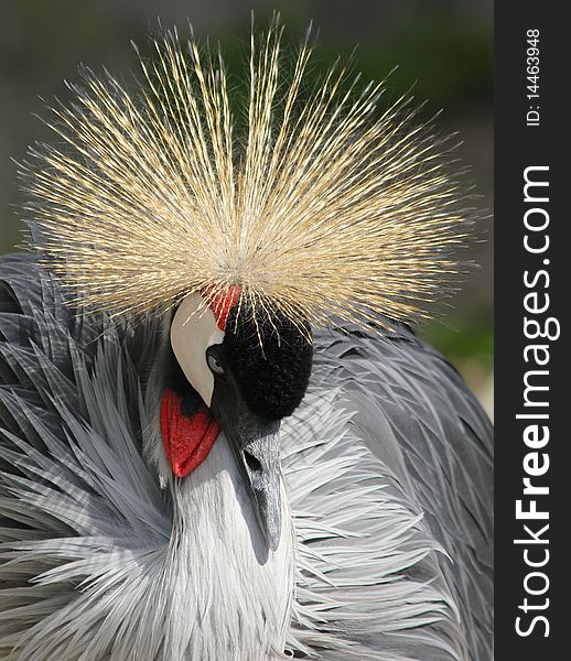 Crowned crane near diadem from the image