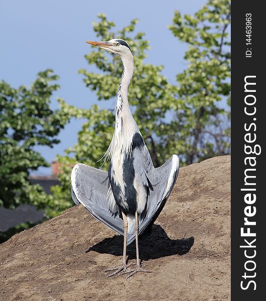 Provides the heron's neck of the hill side. Provides the heron's neck of the hill side.