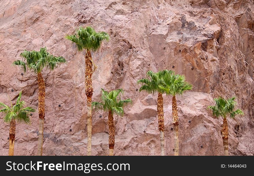 Palm trees by the red rock hill. Palm trees by the red rock hill
