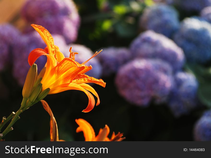 A lilium and blu hydrangea. A lilium and blu hydrangea