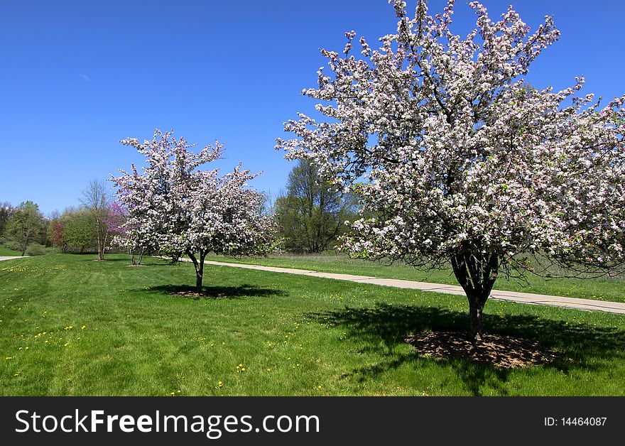Blooming trees in the park on a bright sunny day. Blooming trees in the park on a bright sunny day