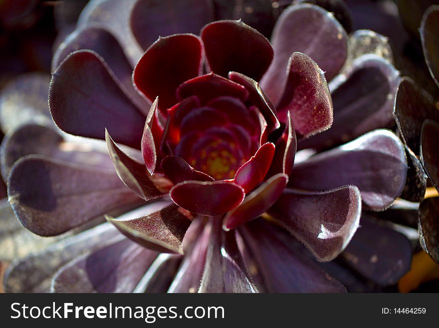 Red Plant Macro in Spring Morning Sun