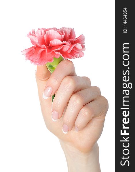 Beautiful hand with perfect french manicure on treated nails holding carnation flower. isolated on white background. Beautiful hand with perfect french manicure on treated nails holding carnation flower. isolated on white background