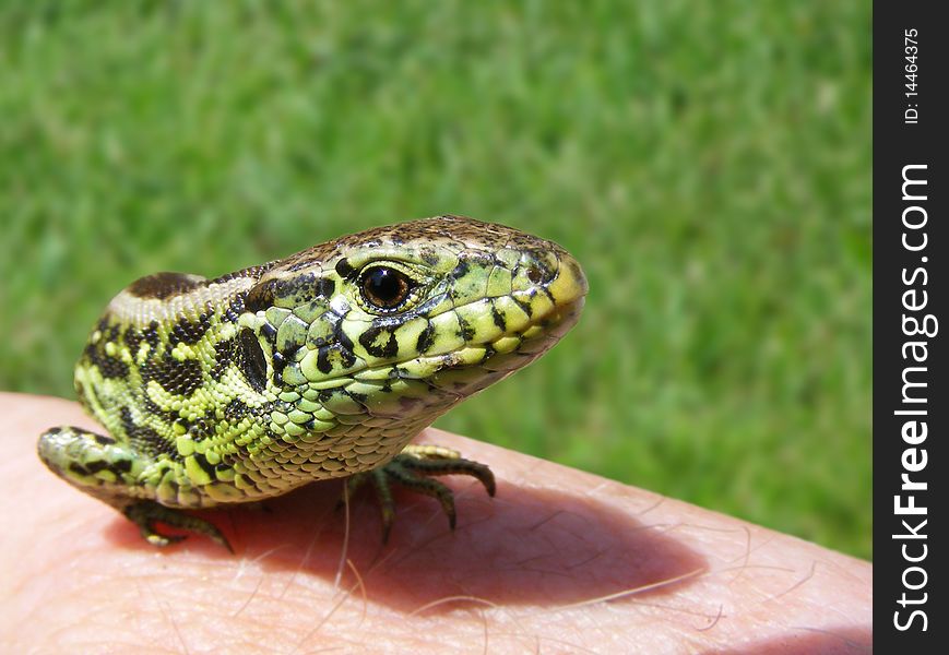 Beautiful portrait of lizard on my hand.