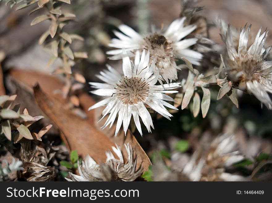 Hairy Dry Plant Macro