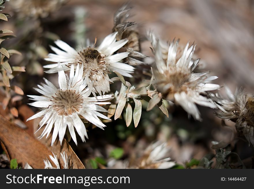 Hairy Dry Plant Macro