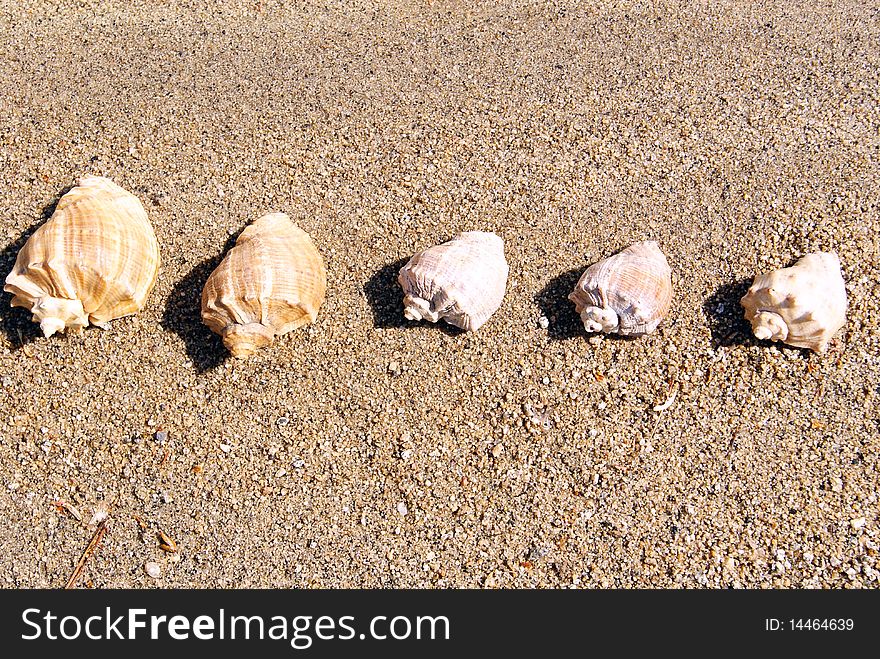 Five sea cockleshells lay on sand. Five sea cockleshells lay on sand