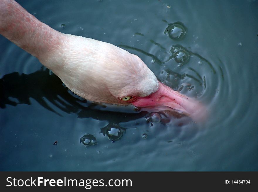 Flamingo drinking water from the lake