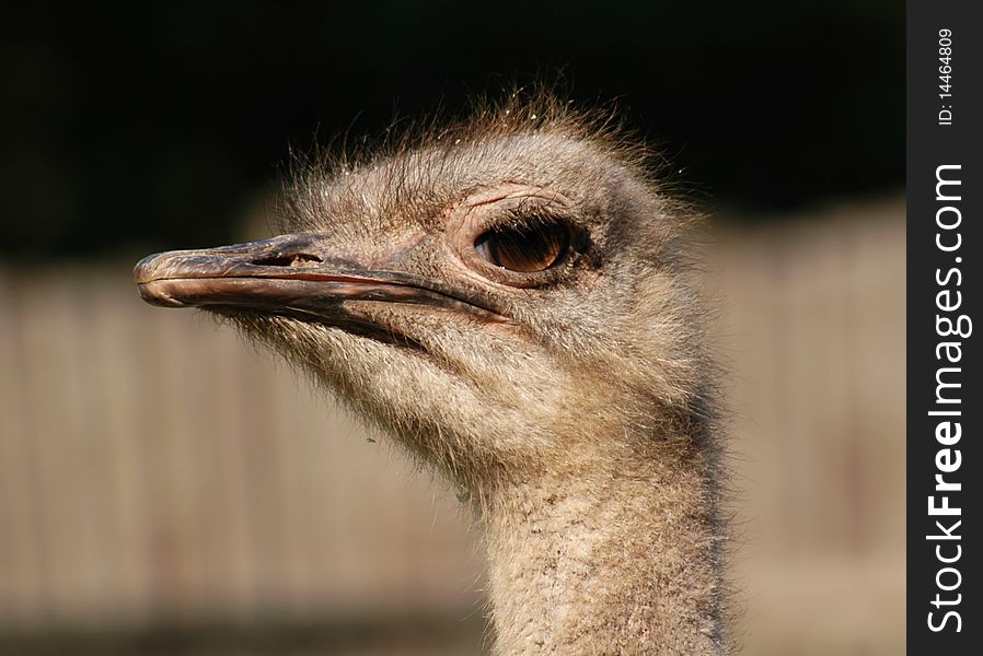 Gray ostrich looks toward the camera