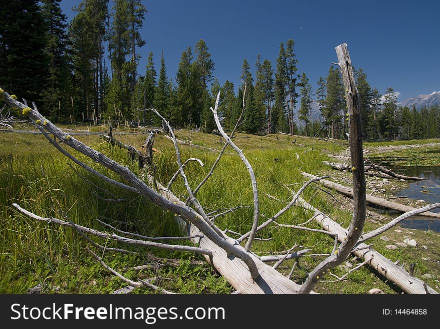 Dead trees near a pound in the national park of Yellowstone, Wyoming