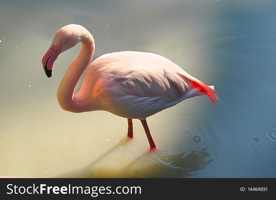 The pink flamingo has stand in green water