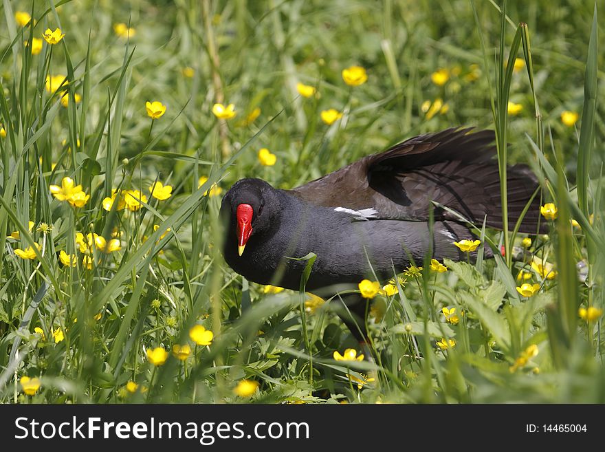 The Common Moorhen, or Common Gallinule, (Gallinula chloropus) is a bird in the Rail family with an almost worldwide distribution. It lives around well-vegetated marshes, ponds, canals, etc. The species is not found in the polar regions, or many tropical rainforests. But elsewhere the Common Moorhen is likely the most commonly seen Rail species to most people, excepting the Coot in some regions.