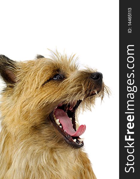 Face of sweet dog, taken on a white background. The breed of the dog is a Cairn Terrier. Face of sweet dog, taken on a white background. The breed of the dog is a Cairn Terrier.