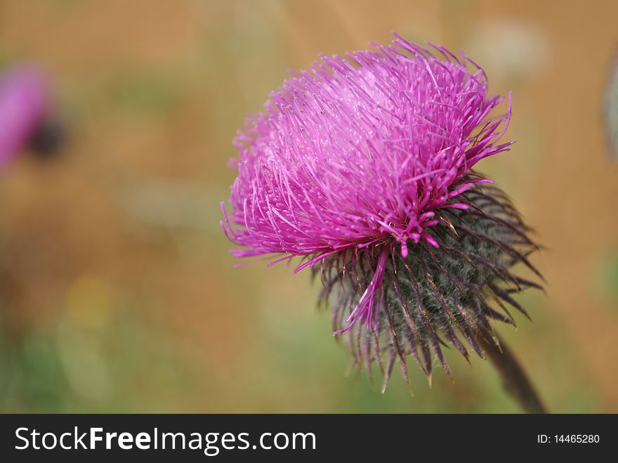 Close-up view to blooming burdocks (Arctium lappa)