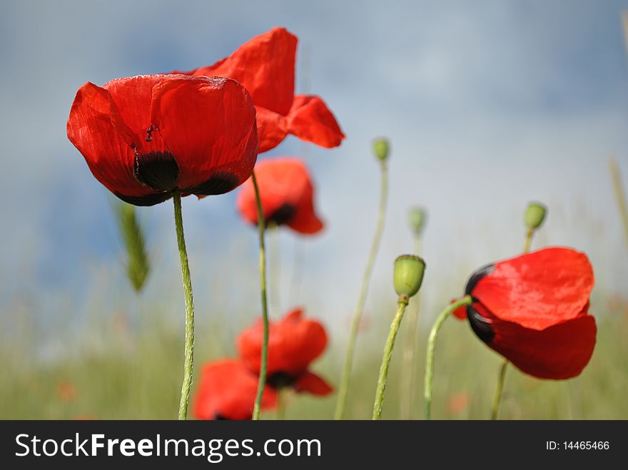 Bright red poppies in sunny day