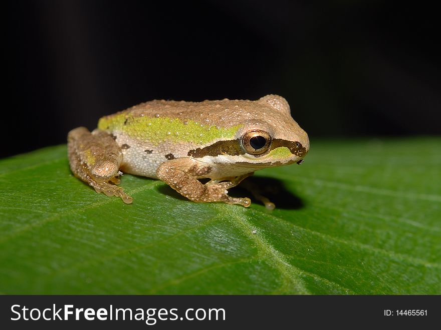 A Pacific tree frog sits on a plumeria leaf. A Pacific tree frog sits on a plumeria leaf.