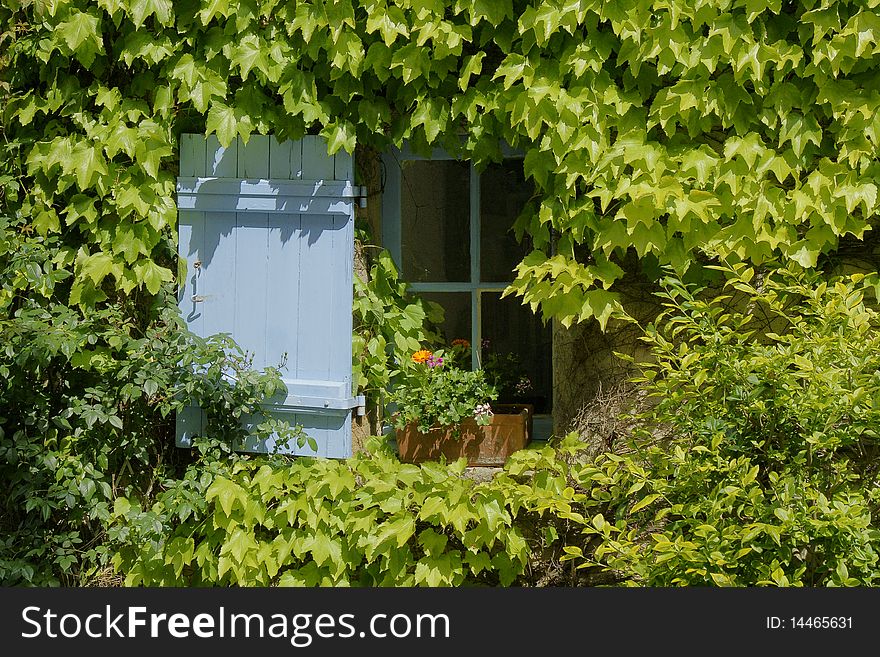 A sunny blue window with foliage around. A sunny blue window with foliage around.