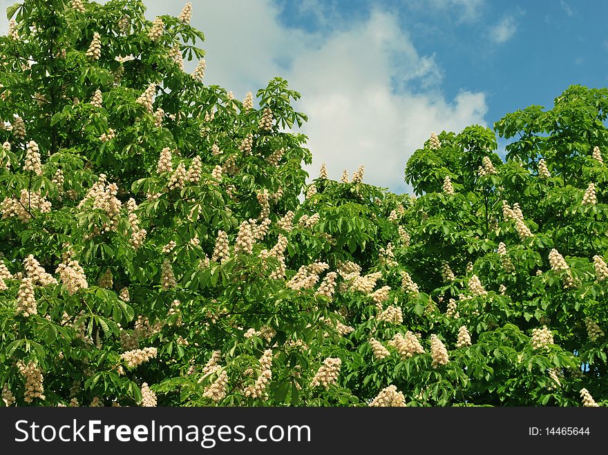 Chestnut trees and the sky