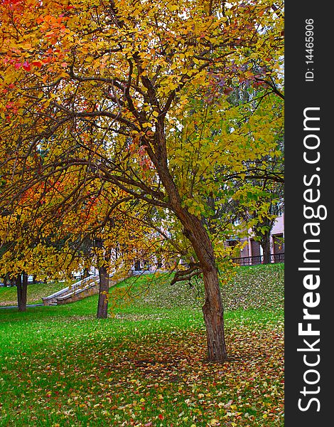 Multi-coloured tree in park. A season - autumn. Multi-coloured tree in park. A season - autumn