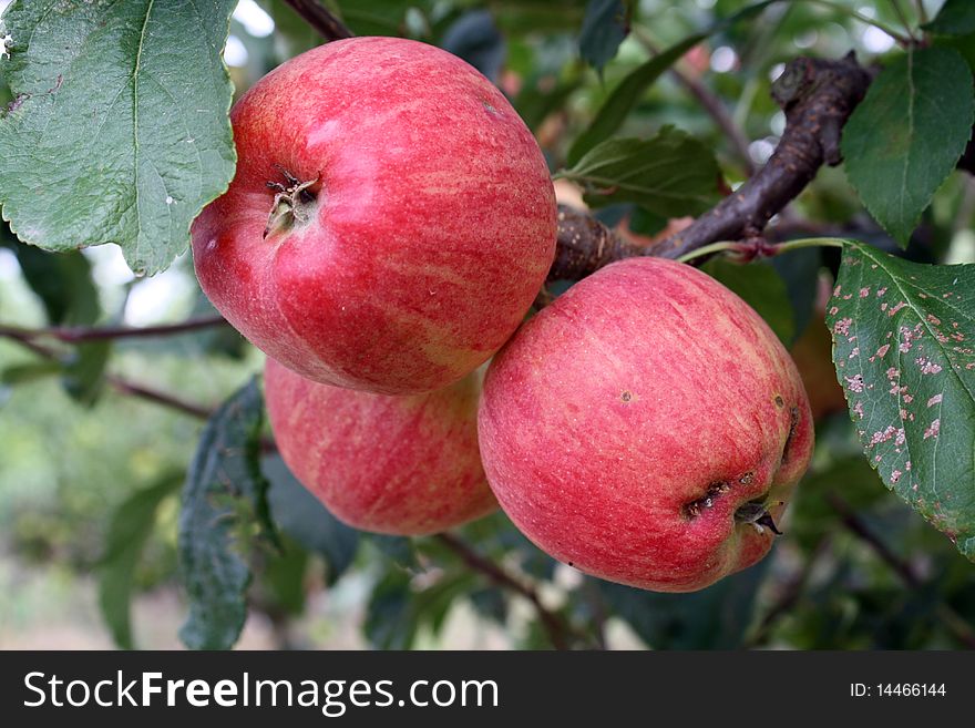 Red apples in an apple tree to the wait of being withdrawals. Red apples in an apple tree to the wait of being withdrawals.